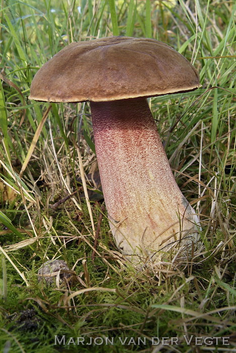 Heksenboleet - Neoboletus erythropus